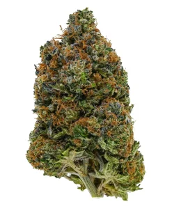 Alternative view of Afghan Kush