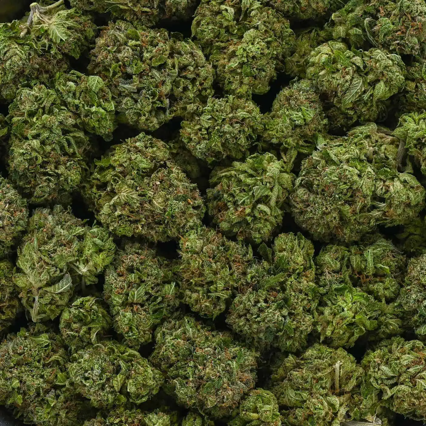 Comatose OG - Image 4