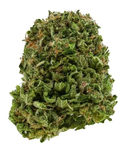 Comatose OG
