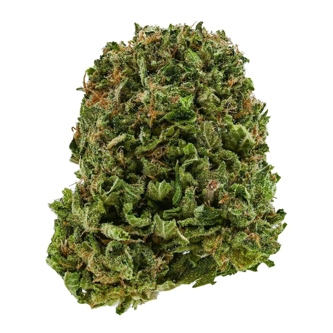 Comatose OG
