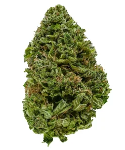 Master Kush