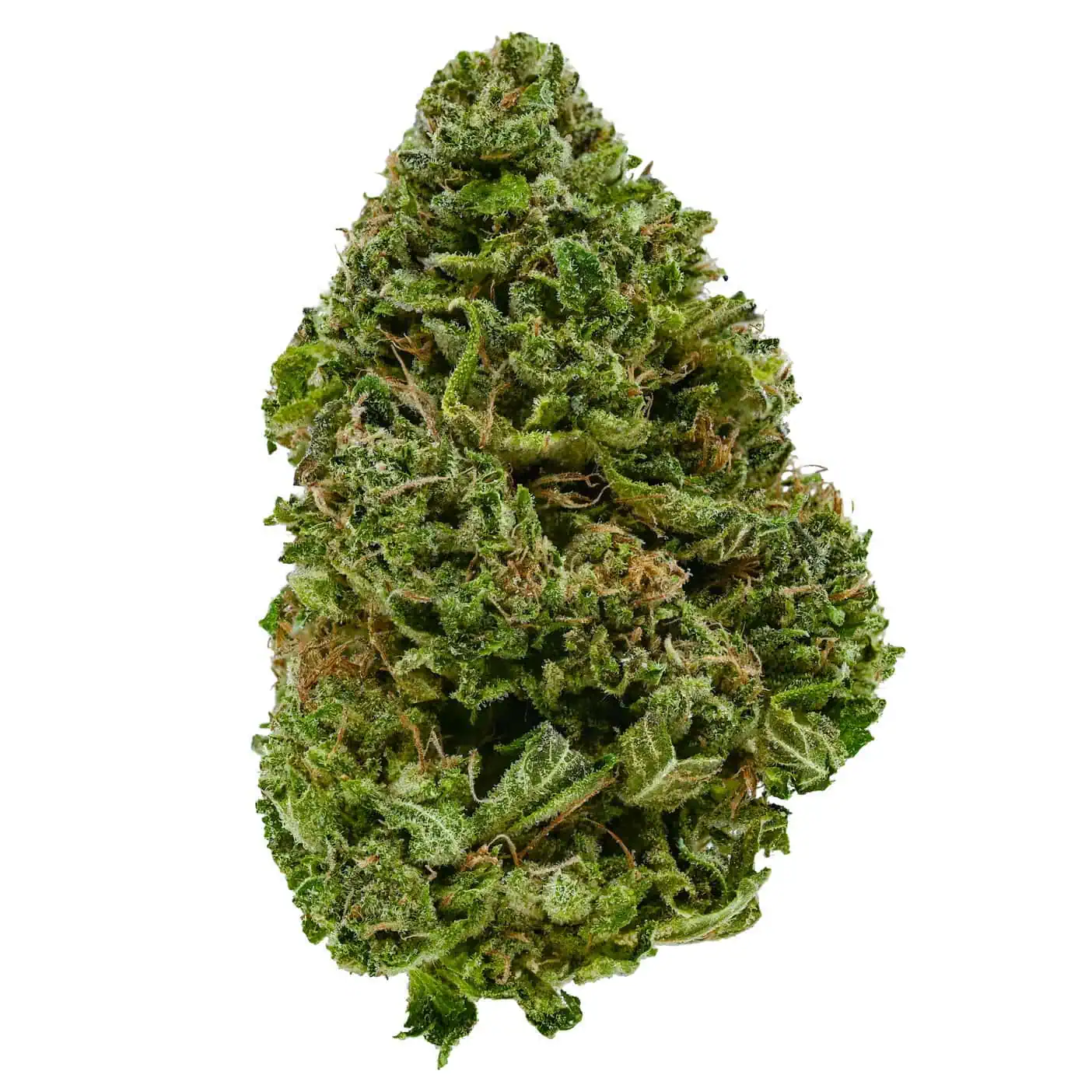 Master Kush